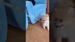 Красивая собачка Марсик. beautiful doggy