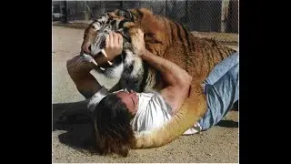 TIGER ATTACK ON HOLLYWOOD: MOST DANGEROUS