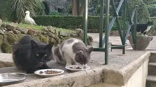 Daily Vaticats! (April 25, 2023)