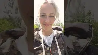 Сосновые пестики. Сосновые почки 🔥#лес #травы #plants https://t.me/fitotradicia