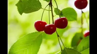 НЕОБЫЧНАЯ Заготовка на зиму.Вишневый СОУС.  #Harvesting for the winter. Cherry sauce.#