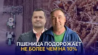 Скачка цен на пшеницу не будет. Фермеры не ждут зерно дороже $200 — Лина Агро