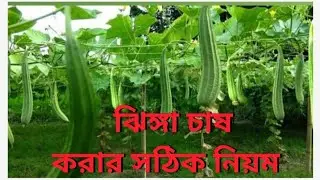 টবে কীভাবে ঝিঙ্গা চাষ করবেন?বাজারে যেতে হবে না,প্রচুর পরিমানে ফলন হবে।Ridge gourd