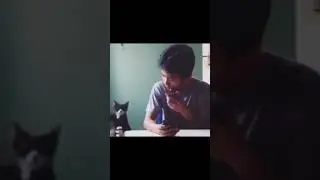 Кот обыграл ситуацию #shorts #tiktok #приколы #домашниеживотные