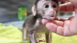 So hungry milk poor baby monkey Ting Ting trying to get milk