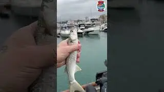 👍Я В ПОРТУ⚓г.СОЧИ🌊🌴МЕСТНАЯ РЫБАЛКА НА ЧЕРНОМОРСКУЮ😻КЕФАЛЬ❗
