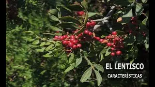El lentisco