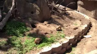 Meercats