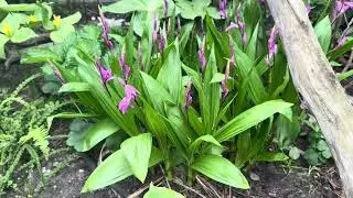 Kalmia,bletilla,podophillum  Dysosma.