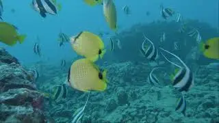 Butterflyfish school along a Hawaiian reef!