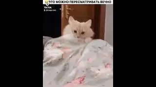 #смешныекоты #юмор