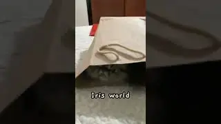 Razones para tener un gatito #cat #short