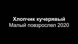 Хлопчик кучерявый - Малый повзрослел 2020