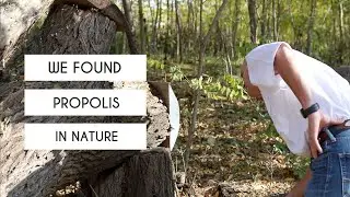 A Trip to Iowa to Explore a Propolis Envelope | Premier Bee Products
