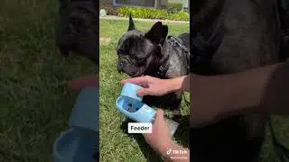 Taşınabilir Kilitlenebilen Su Sızdırmaz Köpek Seyahat Suluğu Ve Mama Kabı 380ML