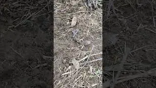 погладил шмеля 🐝