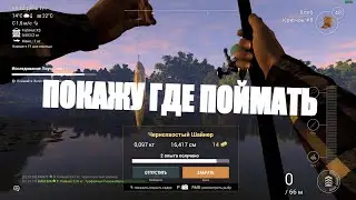 Fishing planet Чернохвостый Шайннер .Где поймать!