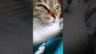 Да я то еще ничего, а рыба в хлам вообще #озвучка #приколы #котики #юмор