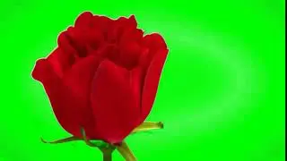 Rose blooming green screen video