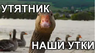 House for duck, duck favorite, the French line, indotcom