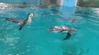 Кормление 🐧пингвинов ❄️Парк Миниатюр 🌲