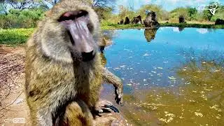 Baboons Check Out The Camera