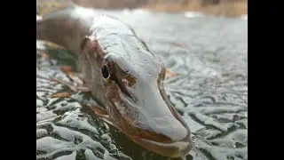 Рыбалка в Астрахани. Глухозимье.