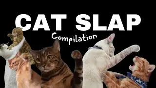Cats Slapping Things
