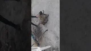 Kangal yavrularin kapişmasi fena (sivas kangali )sivas dog