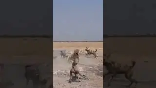 African Wild Dogs vs Lion   #shorts