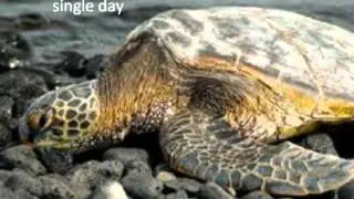 Never Gonna Be Alone - Nickelback Lyrics