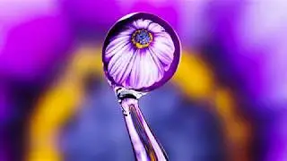Flower Refraction Photo Behind The Scenes
