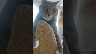 #коты #cat #funny #котопес #приют #kitten #catlover #люблюкотиков #cute