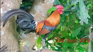 10/10/2024 Qaib Dib Noob Qaib Qus Qaib Tuaj Zoo