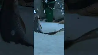 зимняя рыбалка 
