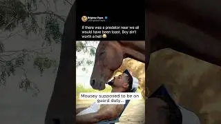 Horse falling asleep on the job 🤣