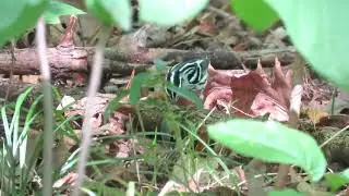 Black-and-white Warbler eating a cicada