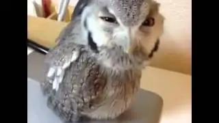 Сова, НЕ ОРИ!