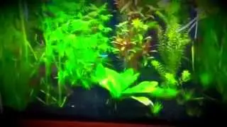 How To Lower Ph In Your Aquarium (Aquarium007)