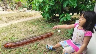 Qisya Ketakutan | Kaki Seribu Luwing Mau Masuk Ke Rumah | Millipede Serem
