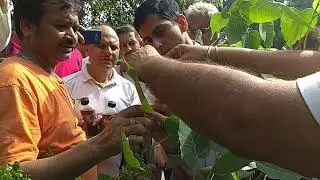 How to make Peepal Tree - Grafted Plants आप कोई भी पौधा  से एक नया पौधा बना सकते है