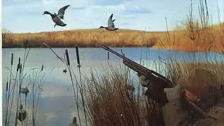 Охота на утку