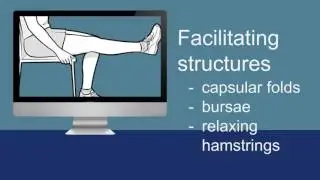 The Anatomy of Knee Flexibility - Summing up