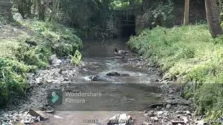 Piège photos avec Faisans, Renard et autre