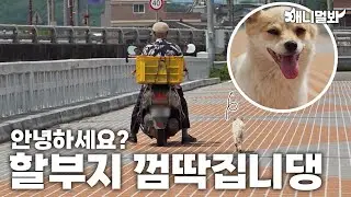 안녕하세요? 할부지 껌딱집니댕| Hello? I’m Grandpa Stickler