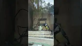 прийшлось рятувати #синичка