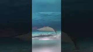 Сплющенная рыба. Камбала