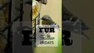 Fur & Feather SM ad
