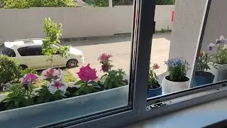 Gullerimle tanış olun.