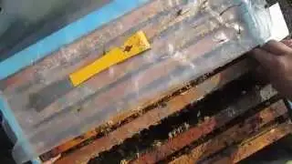 Подкормка пчел весной медовой сытой